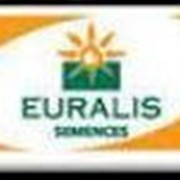Семена подсолнечника Аламо Euralis Semences фото