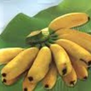 Бананы тропические фото