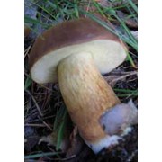 Польский гриб замороженный фотография