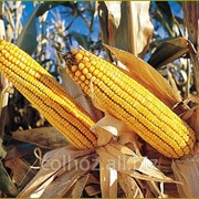 Кукуруза в Молдове