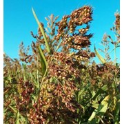 Семена суданской травы фото