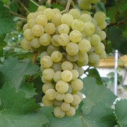 Виноград сорт “Цитронный Магарача“ фото
