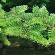 Ель обыкновенная Picea abies Maxwellii 60-70 B
