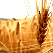 Пшеница оптом, пшеница купить Украина, пшеница купить оптом Днепропетровская область фото