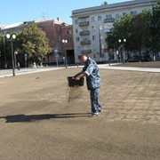 Посев газона фотография