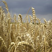 Выращивание зерновых культур Сумы