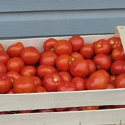 Ящики из шпона для овощей (помидоров, картофеля, моркови, огурцов), фото