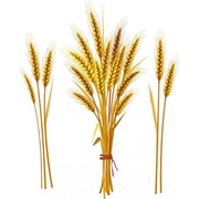 Пшеница, ячмень, овес, кукуруза, рапс, подсолнечник, соя, люпин. Отруби жмых подсолнечника и другое оптом