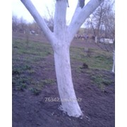 Побелка деревьев в саду фотография