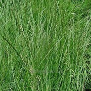 Семена кормовой травы Райграс многолетний и однолетний в Украине. Райграс пастбищный. фотография