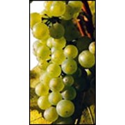 Саженцы винограда Шардоне фото