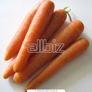 Морковь оптом фотография