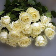 Роза белая фото