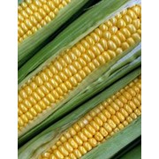 Семена кукурузы - гибриды французской селекции фото