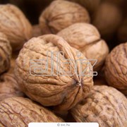 Грецкие орехи фото