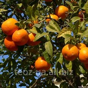 Апельсины (сорт Вашингтон)