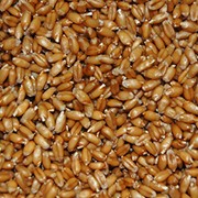 Озимая пшеница “Подолянка“. Элита. Институт физиологии растений и генетики (ИФРГ) фотография
