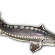 Бестер - рыба (семейство осетровые), гибрид, полученный искусственным скрещиванием белуги со стерлядью