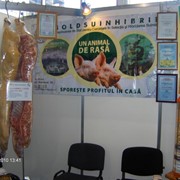Разведение свиней, поросят, племенных в Молдове фото