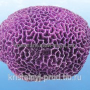 Грот “Морская губка фиолетовая“ (16*14*8.5) (YM-330D) Yuming фото