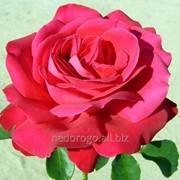 Роза чайно-гибридная Дам дэ Кюр (саженец с ЗКС) фото