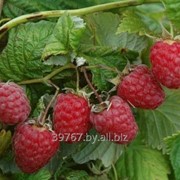 Саженцы ягодных кустарников малина Пересвет фотография
