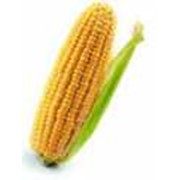 Кукуруза сорта Будан фото