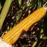 Семена кукурузы МАС 47 П Маисадур Семанс ФАО 400