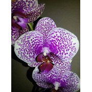 Орхидея Фаленопсис Рябенький фото