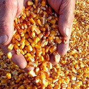 Кукуруза, Фуражная, сор-до 5%