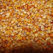 Кукуруза зерно
