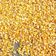 Кукуруза фото