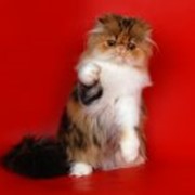 Кошка персидская фото