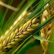 Выращивание и реализация зерновых культур фото