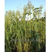 Семена суданской травы фотография