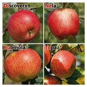 4-х прививочная яблоня Dineruto фото
