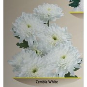 Хризантема Зембла белая фото