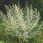 Полынь лимонная божье дерево Artemisia balchanorum высота 80-90см