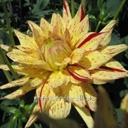 Георгина Hy Pimento фото