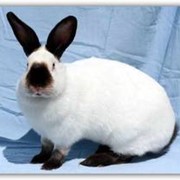 Кролики калифорнийской породы фото