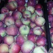 Яблоки из Польши фото