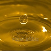 Подсолнечное не рафинированное масло наливом фотография