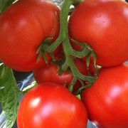 Семена томатов Агилис F1 | Agilis