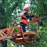 Спил, обрезка деревьев фото