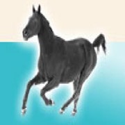 Прогулка конная на ландо фото