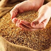 Пшеница, закупка и реализация