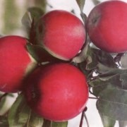 Саженцы яблони Квинти фото