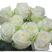 Розы белые фотография