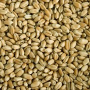 Пшеница органическая - органик фото