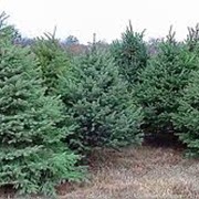 Ель обыкновенная Picea Abies Excelsa 40-60